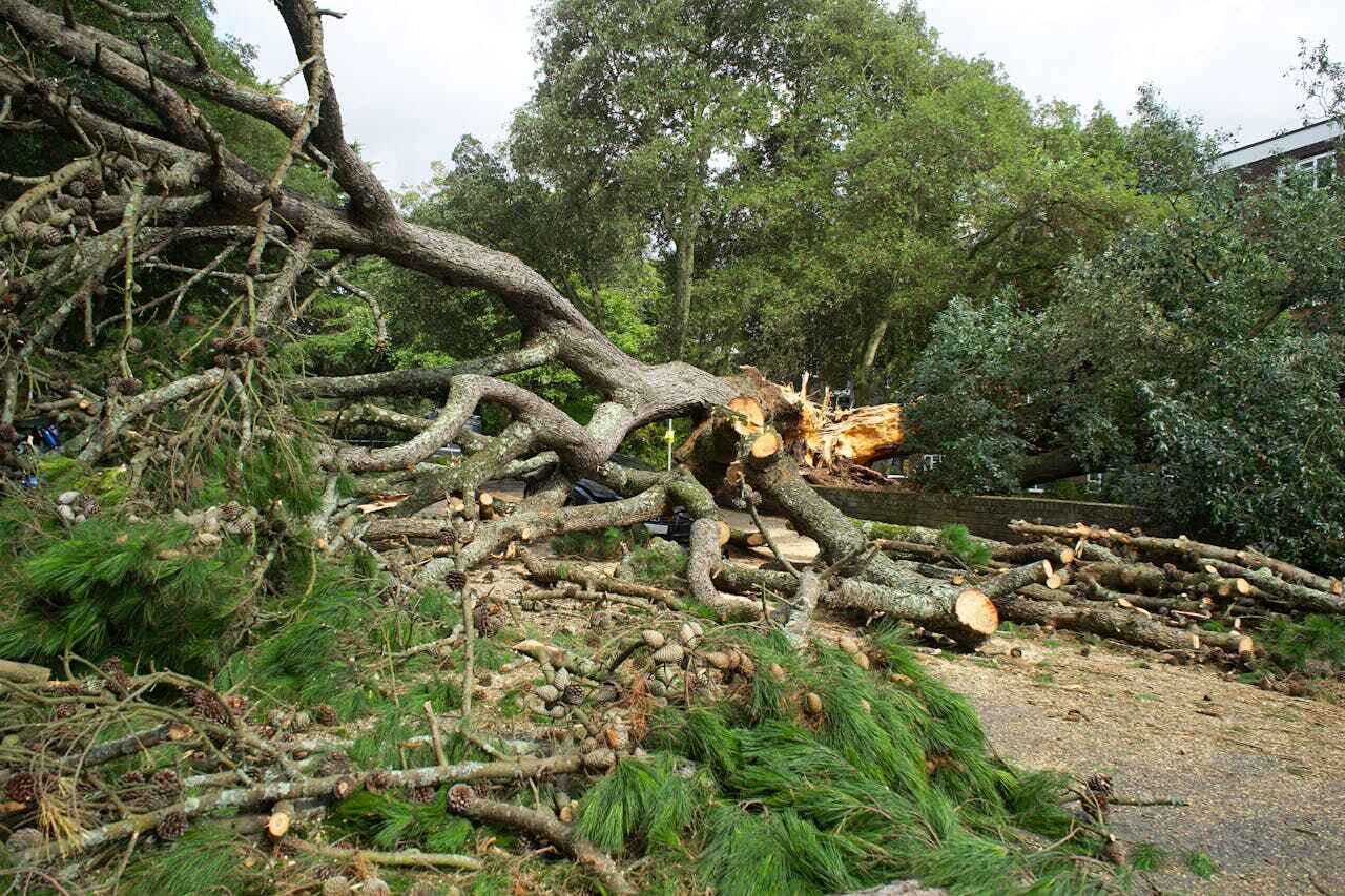 Dead Tree Removal